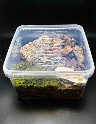 Kit de démarrage Isopodes 2