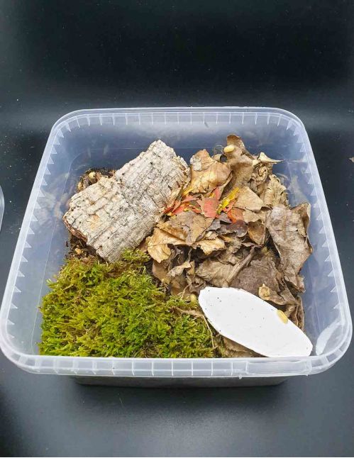 Kit de démarrage Isopodes