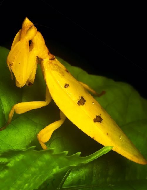 Helvia cardinalis - Mante orchidée jaune