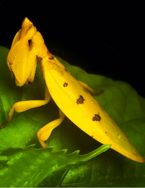 Helvia cardinalis - Mante orchidée jaune