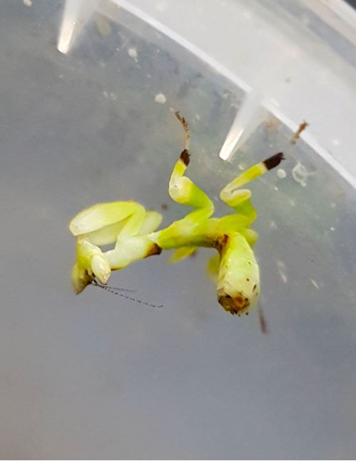 Helvia cardinalis - Mante orchidée jaune