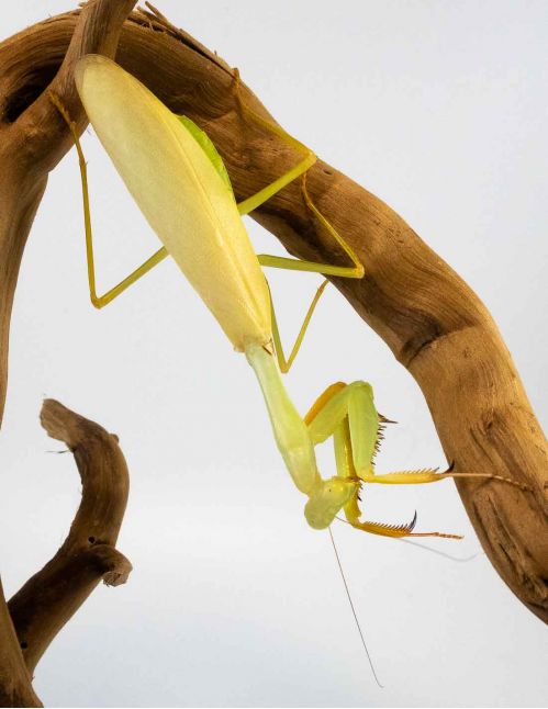 Hierodula Venosa - Mante jaune