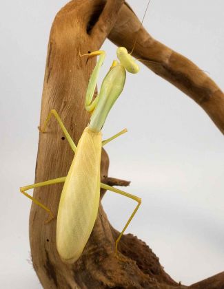 Hierodula Venosa - Mante jaune 2