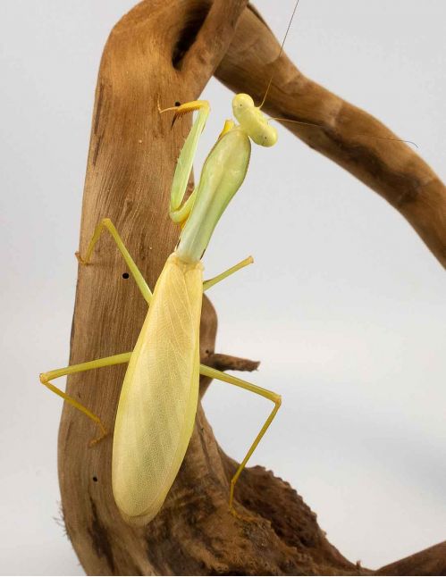 Hierodula Venosa - Mante jaune