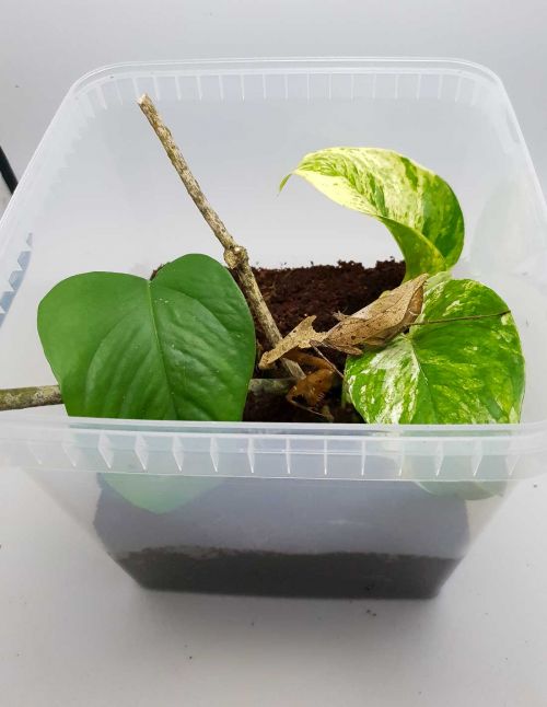 Boîte 5 Litres aménagée