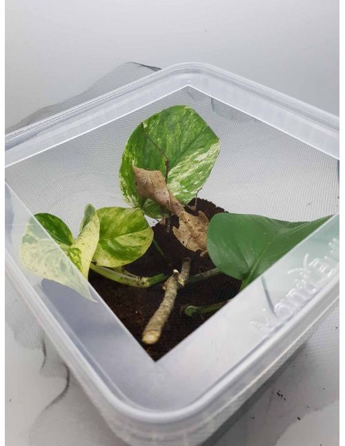 Boîte 5 Litres aménagée