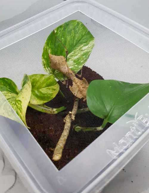 Boîte 5 Litres aménagée