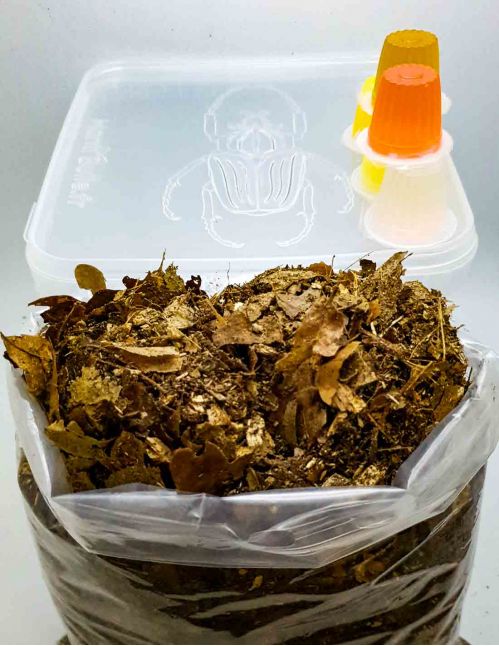 Kit de démarrage Coléoptère