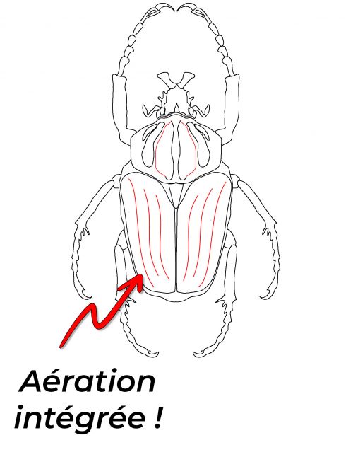 Kit de démarrage Coléoptère
