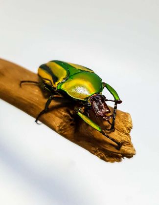 Eudicella (Cyprolais) hornimanni 2