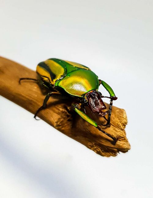 Eudicella (Cyprolais) hornimanni