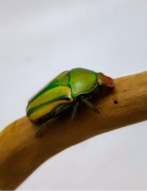 Eudicella (Cyprolais) hornimanni