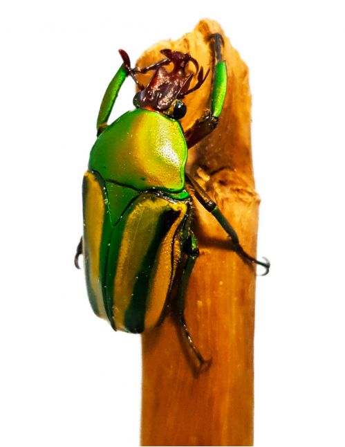 Eudicella (Cyprolais) hornimanni