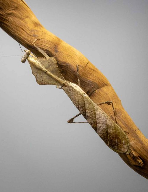 Deroplatys lobata - Mante feuille morte