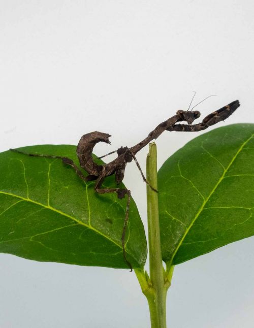 Deroplatys lobata - Mante feuille morte