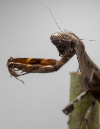 Deroplatys lobata - Mante feuille morte 2