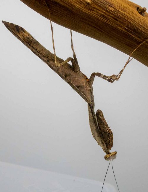 Deroplatys lobata - Mante feuille morte