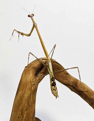 Euchomenella heteroptera 2