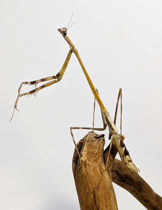 Euchomenella heteroptera