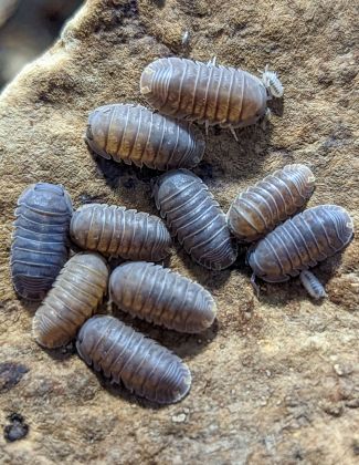 Cubaris murina "Brown" 2