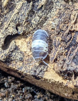 Cubaris sp "Panda King" 2