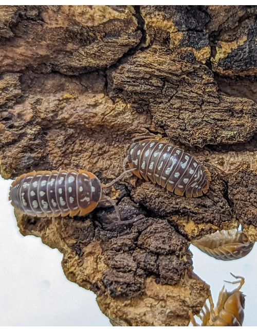 Armadillidium werneri corfu
