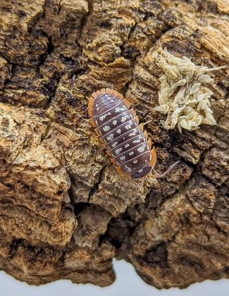 Armadillidium werneri corfu 2