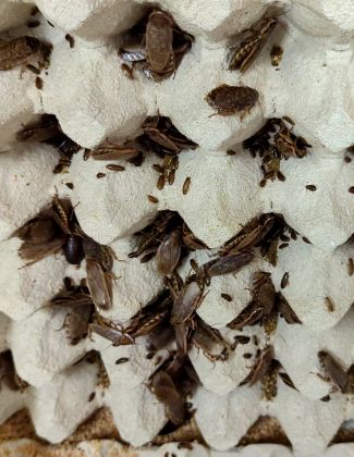 La blatte cendrée d’Afrique - Nauphoeta cinerea