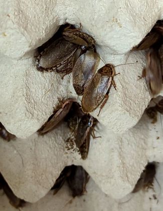 La blatte cendrée d’Afrique - Nauphoeta cinerea 2