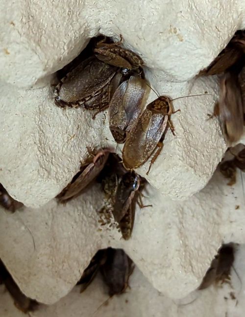 La blatte cendrée d’Afrique - Nauphoeta cinerea