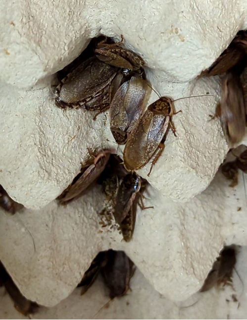 La blatte cendrée d’Afrique - Nauphoeta cinerea