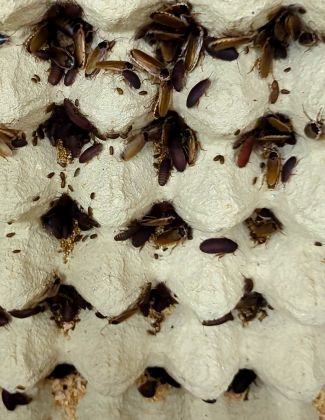 La blatte pâle - Phoetalia pallida 2