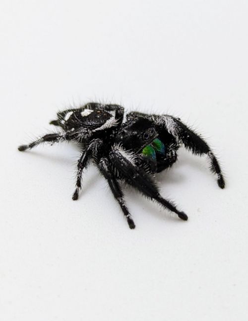 Araignée sauteuse Royale - Phidippus regius