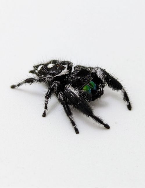 Araignée sauteuse Royale - Phidippus regius