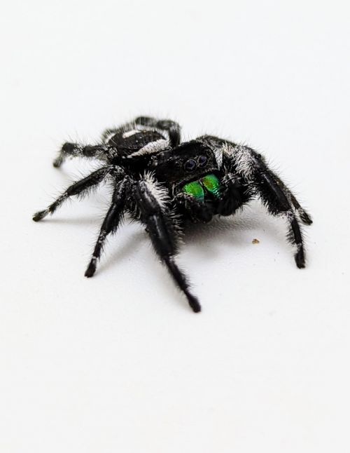 Araignée sauteuse Royale - Phidippus regius