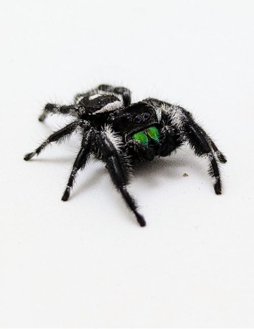 Araignée sauteuse Royale - Phidippus regius