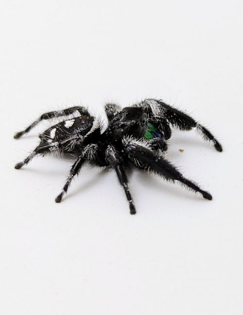 Araignée sauteuse Royale - Phidippus regius