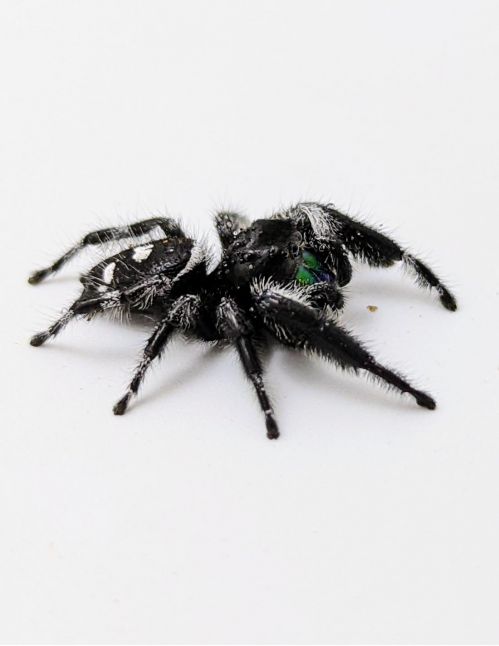 Araignée sauteuse Royale - Phidippus regius