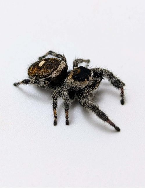 Araignée sauteuse Royale - Phidippus regius