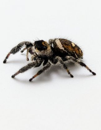Araignée sauteuse Royale - Phidippus regius 2