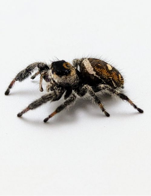 Araignée sauteuse Royale - Phidippus regius