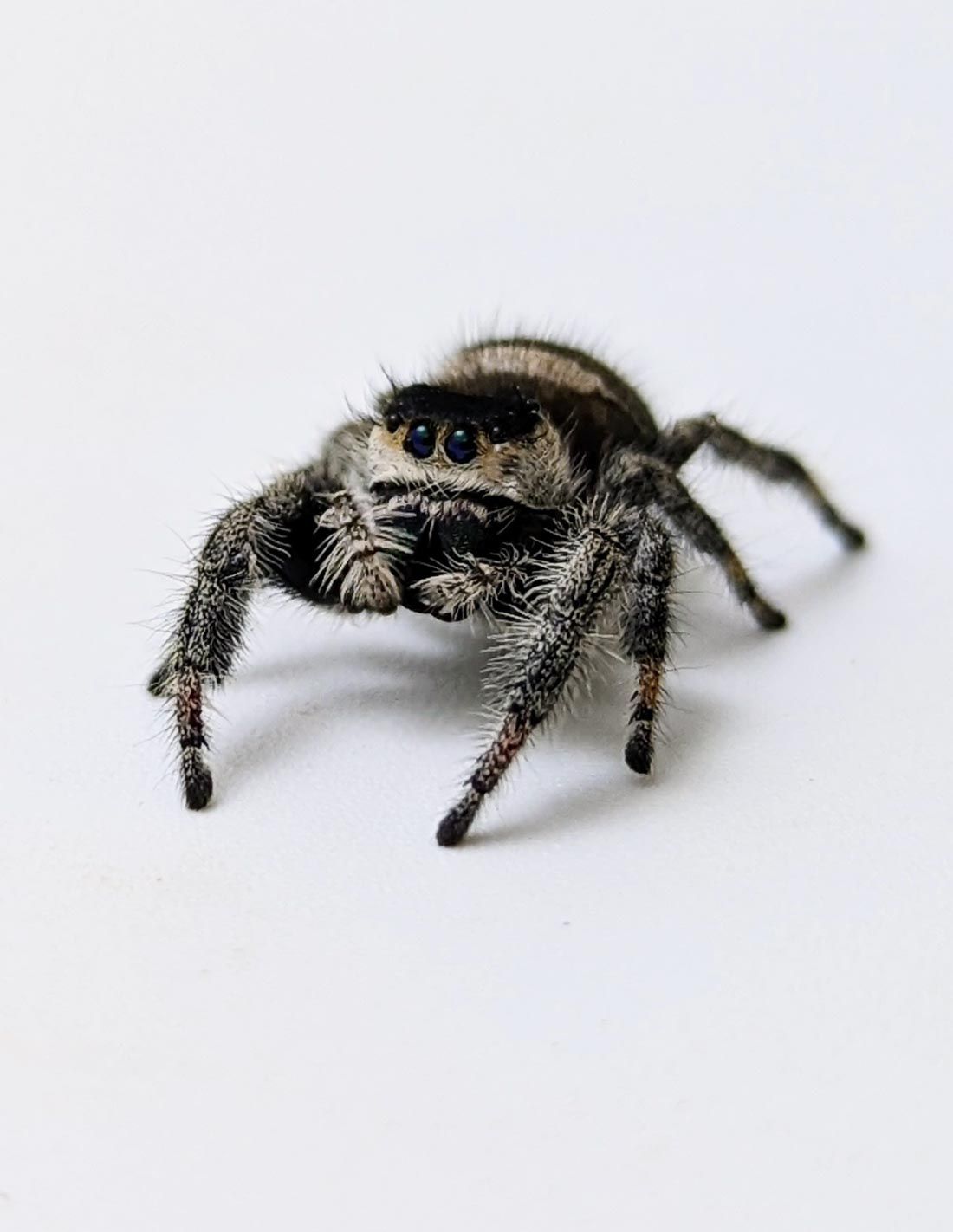 Araignée sauteuse Royale - Phiddipus regius phiddi Florida L5/L6 ♀