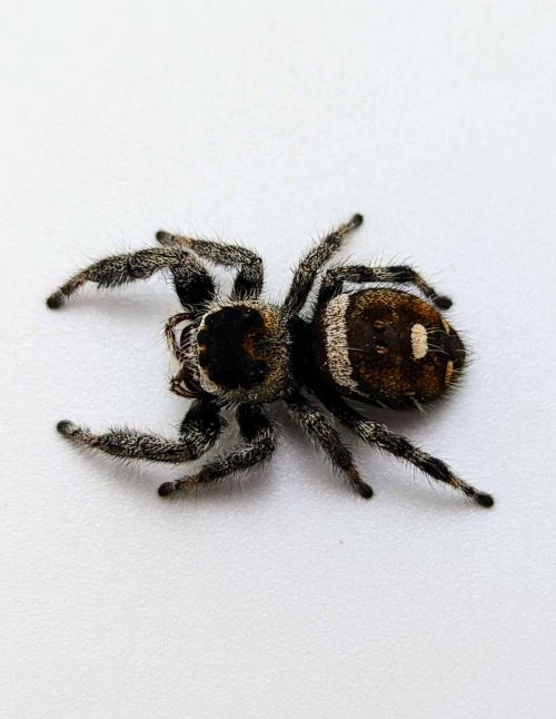 Araignée sauteuse Royale - Phidippus regius