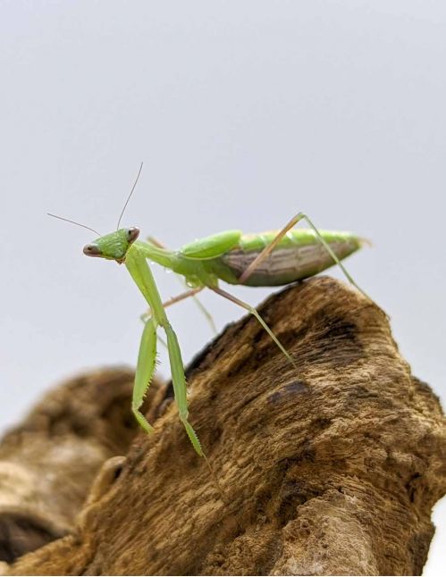 Miomantis sp - Mante naine africaine