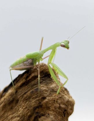 Miomantis sp - Mante naine africaine 2