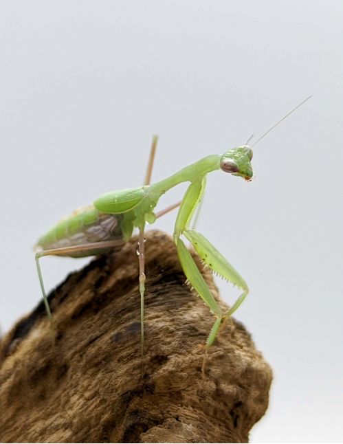 Miomantis sp - Mante naine africaine
