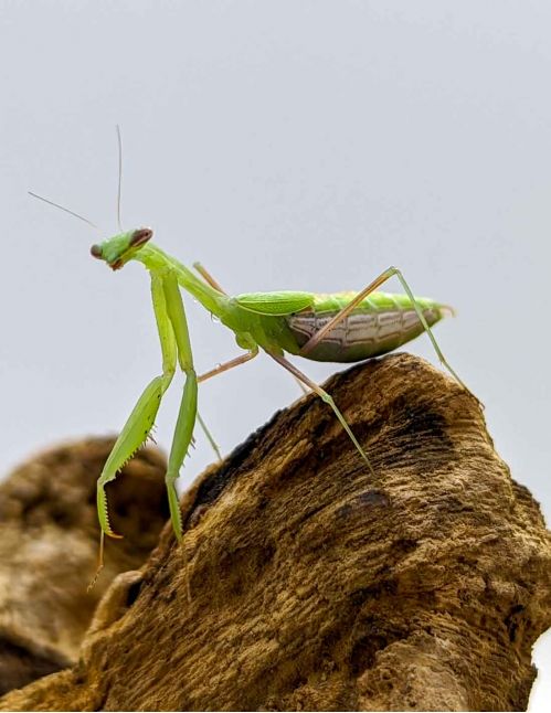 Miomantis sp - Mante naine africaine