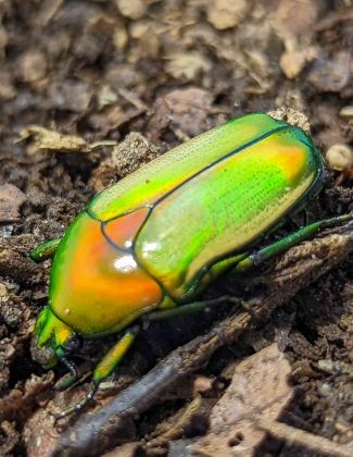 Chlorocala africana camerunica