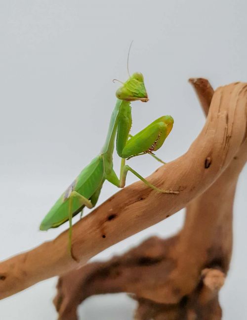 Stagmatoptera biocellata
