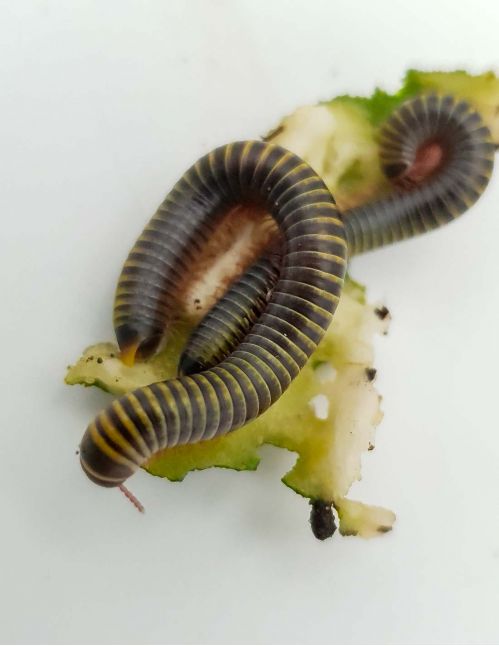 Anadenobolus monilicornis